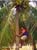 02_Coco_13_055_Gunga_B