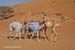 22_637_Oman_B