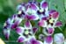 28_865_Oman_b